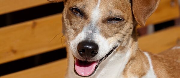 un chien  - Sputnik Afrique