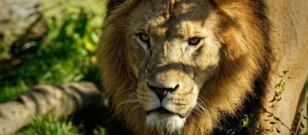 Lion - Sputnik Afrique