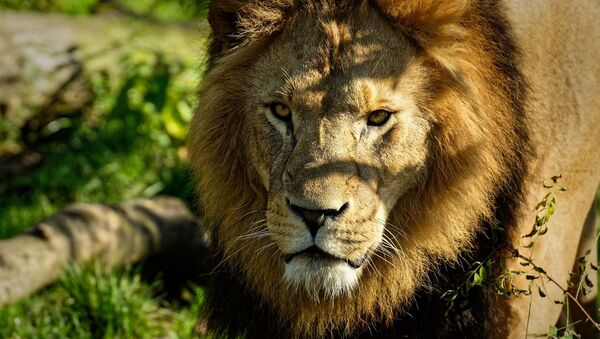Lion (image d'illustration) - Sputnik Afrique