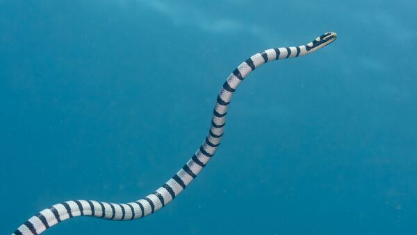 un serpent marin - Sputnik Afrique