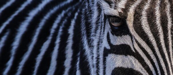 Zèbre - Sputnik Afrique