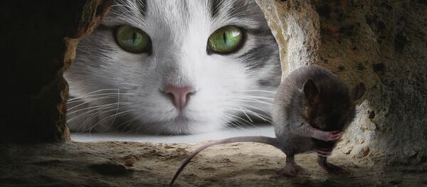 un chat et un rat - Sputnik Afrique