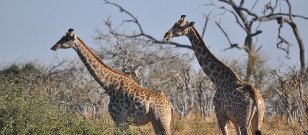 Tourisme en Afrique - Sputnik Afrique