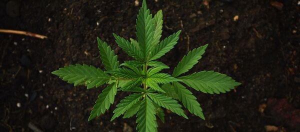 Cannabis - Sputnik Afrique
