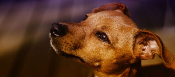 Chien - Sputnik Afrique