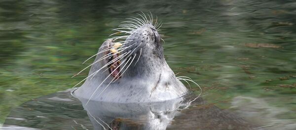 Lion de mer - Sputnik Afrique