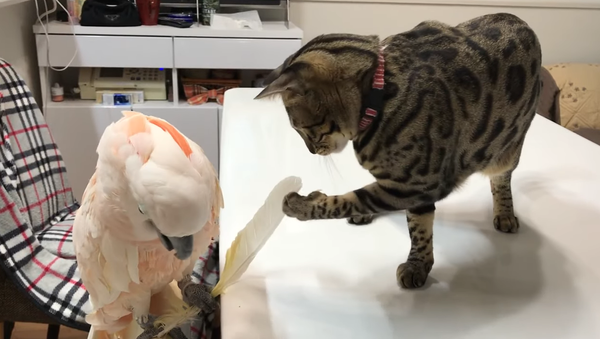 Un chat et un perroquet se disputent gentiment leur joujou - Sputnik Afrique