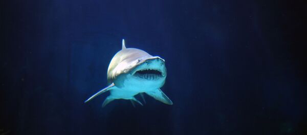 Un requin - Sputnik Afrique