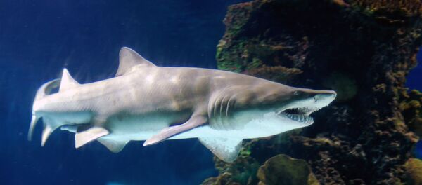 Shark - Sputnik Afrique