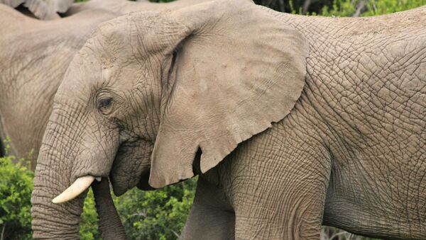 Elephant - Sputnik Afrique