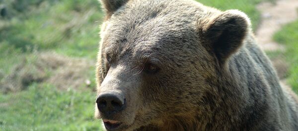 Ours brun - Sputnik Afrique