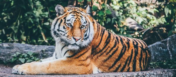 un tigre un tigre - Sputnik Afrique