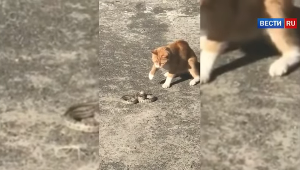 Un chat de gouttière tue un serpent échappé d’un zoo pour enfants - Sputnik Afrique