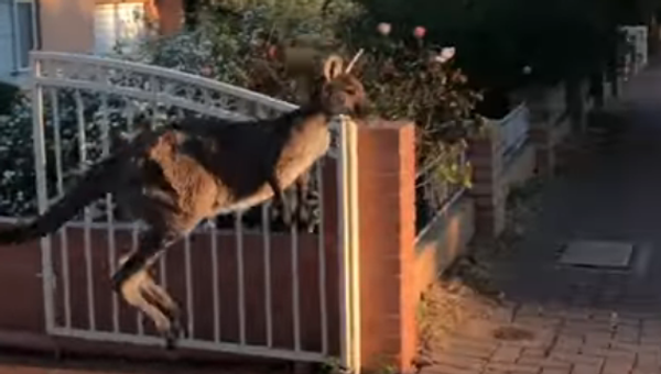 Un kangourou sort en courant sur la chaussée - Sputnik Afrique