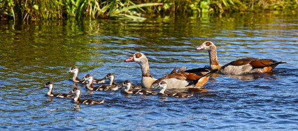 des canards  - Sputnik Afrique