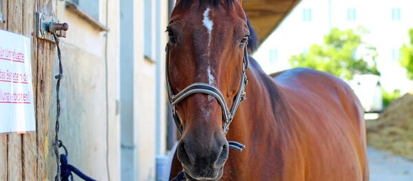 Cheval (image d'illustration) - Sputnik Afrique