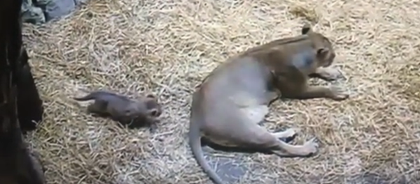 Un lionceau fait peur à sa maman - Sputnik Afrique