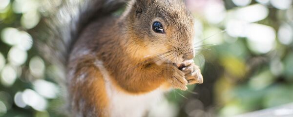 Un écureuil - Sputnik Afrique