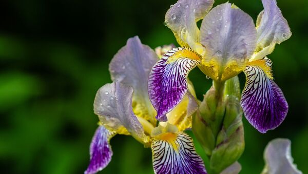 Iris versicolore - Sputnik Afrique