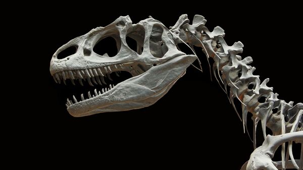 Squelette de dinosaure - Sputnik Afrique