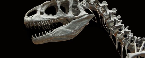 Squelette de dinosaure Squelette de dinosaure - Sputnik Afrique