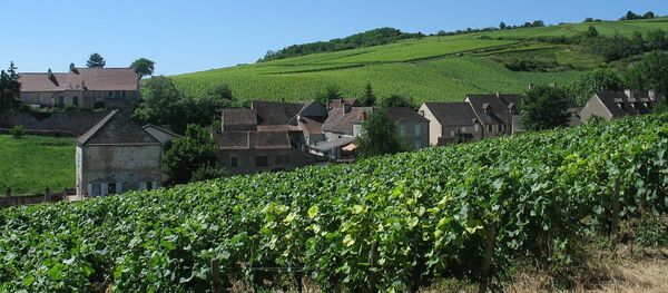 Un vignoble de Bourgogne Un vignoble de Bourgogne - Sputnik Afrique