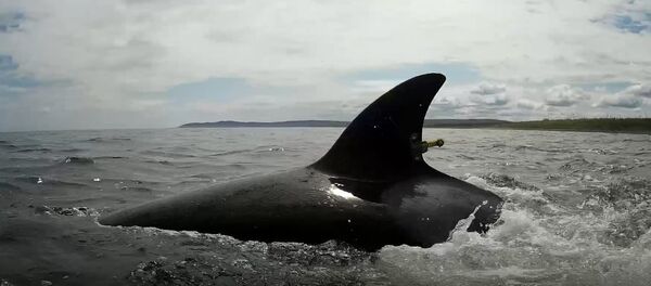 Un épaulard - Sputnik Afrique