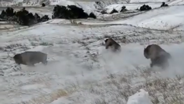 Des bisons sont mis en liberté dans le parc Badlands aux États-Unis - Sputnik Afrique