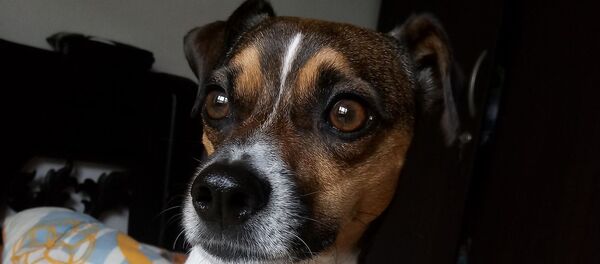 Un fox-terrier - Sputnik Afrique