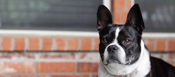 Un bouledogue français - Sputnik Afrique