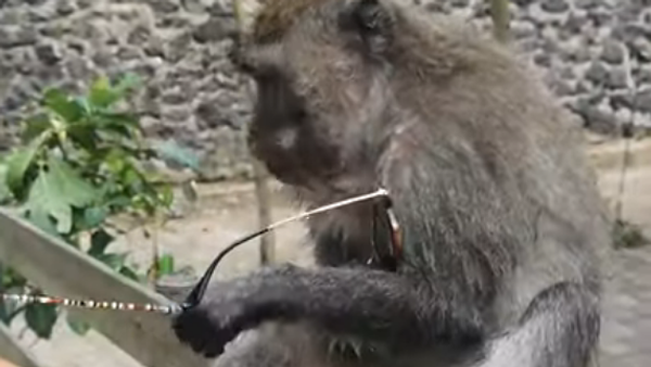 À Bali, un singe voleur laisse une touriste sans lunettes - Sputnik Afrique