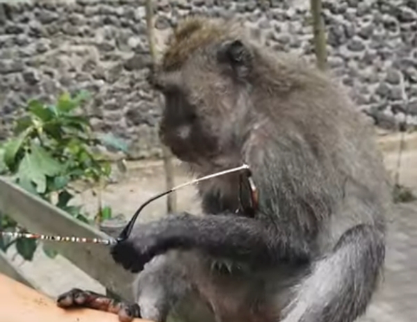 À Bali, un singe voleur laisse une touriste sans lunettes - Sputnik Afrique