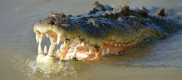 Крокодил - Sputnik Afrique