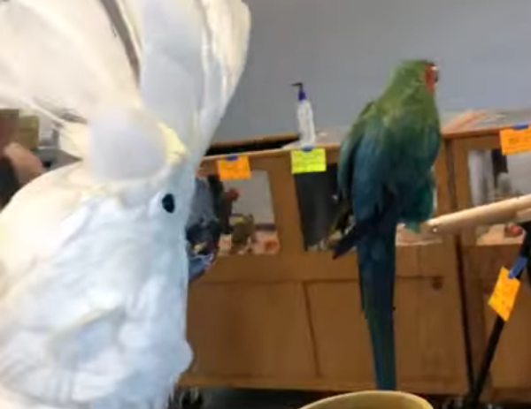 «Salut!»: un perroquet sociable attire l’attention de tous les visiteurs d’un salon - Sputnik Afrique