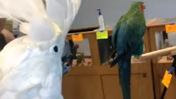 «Salut!»: un perroquet sociable attire l’attention de tous les visiteurs d’un salon - Sputnik Afrique