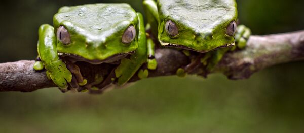 deux grenouilles Kambo - Sputnik Afrique