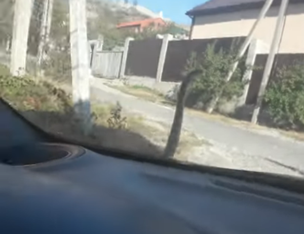Chauffer un serpent… sur son capot de voiture: le reptile a parcouru plus de 90 km de distance en BlaBlaCar - Sputnik Afrique