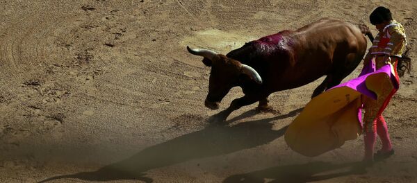 Un taureau - Sputnik Afrique