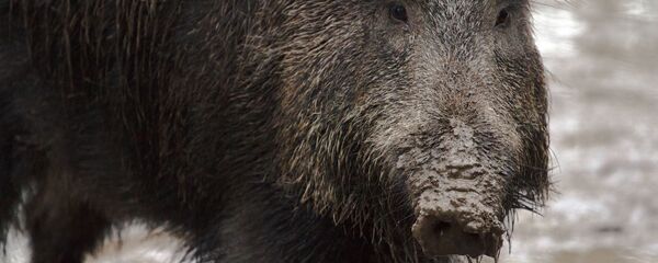 Un sanglier - Sputnik Afrique