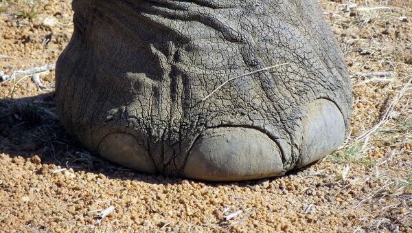 Un éléphant  - Sputnik Afrique
