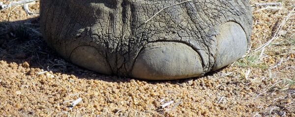 Un éléphant  - Sputnik Afrique