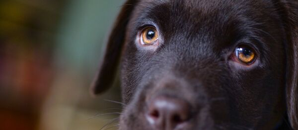 Chien - Sputnik Afrique
