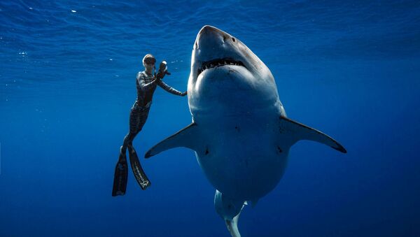 Ocean Ramsey et un requin blanc - Sputnik Afrique