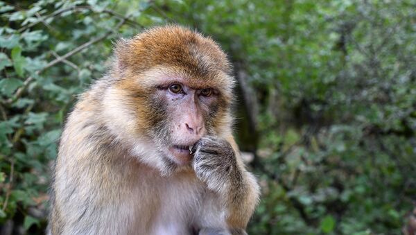 Un macaque de barbarie  - Sputnik Afrique