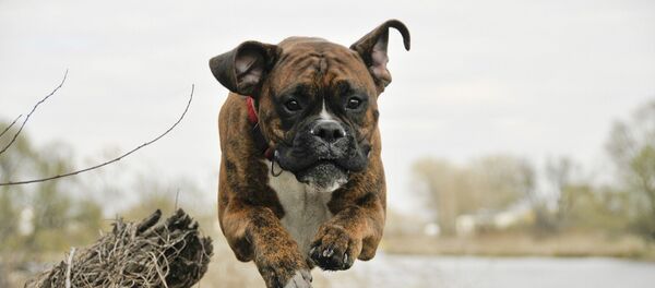 Un boxer - Sputnik Afrique