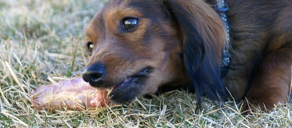 Собака - Sputnik Afrique