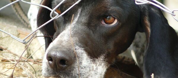 Un chien triste Un chien triste - Sputnik Afrique