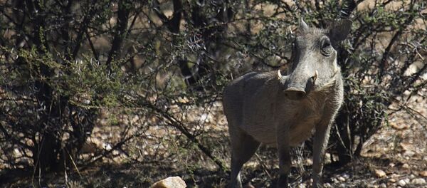 Un phacochère - Sputnik Afrique
