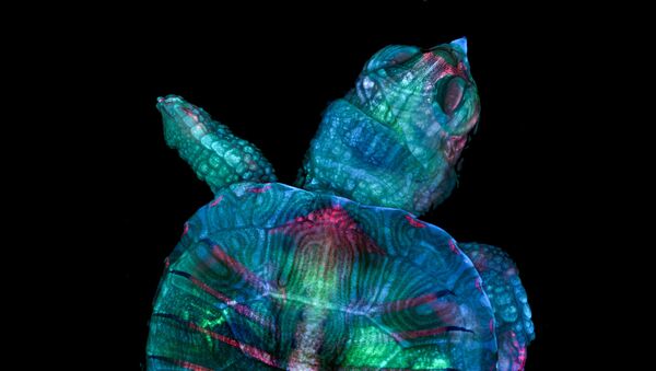 Снимок Fluorescent turtle embryo американских фотографов Teresa Zgoda & Teresa Kugler, ставший победителем в фотоконкурсе Nikon Small World 2019 - Sputnik Afrique