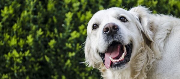 Golden retriever - Sputnik Afrique
